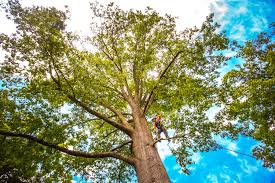 How Our Tree Care Process Works  in  Glendale, CA