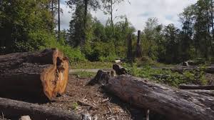 Trusted Glendale, CA Tree Care Experts