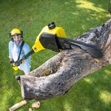 Best Firewood Processing and Delivery  in Glendale, CA