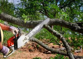Best Hazardous Tree Removal  in Glendale, CA