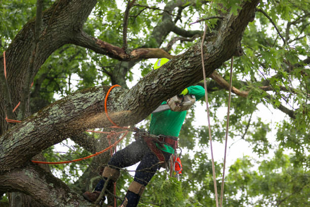Best Tree Risk Assessment  in Glendale, CA