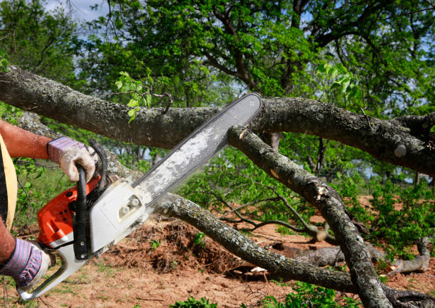 Best Tree Preservation Services  in Glendale, CA